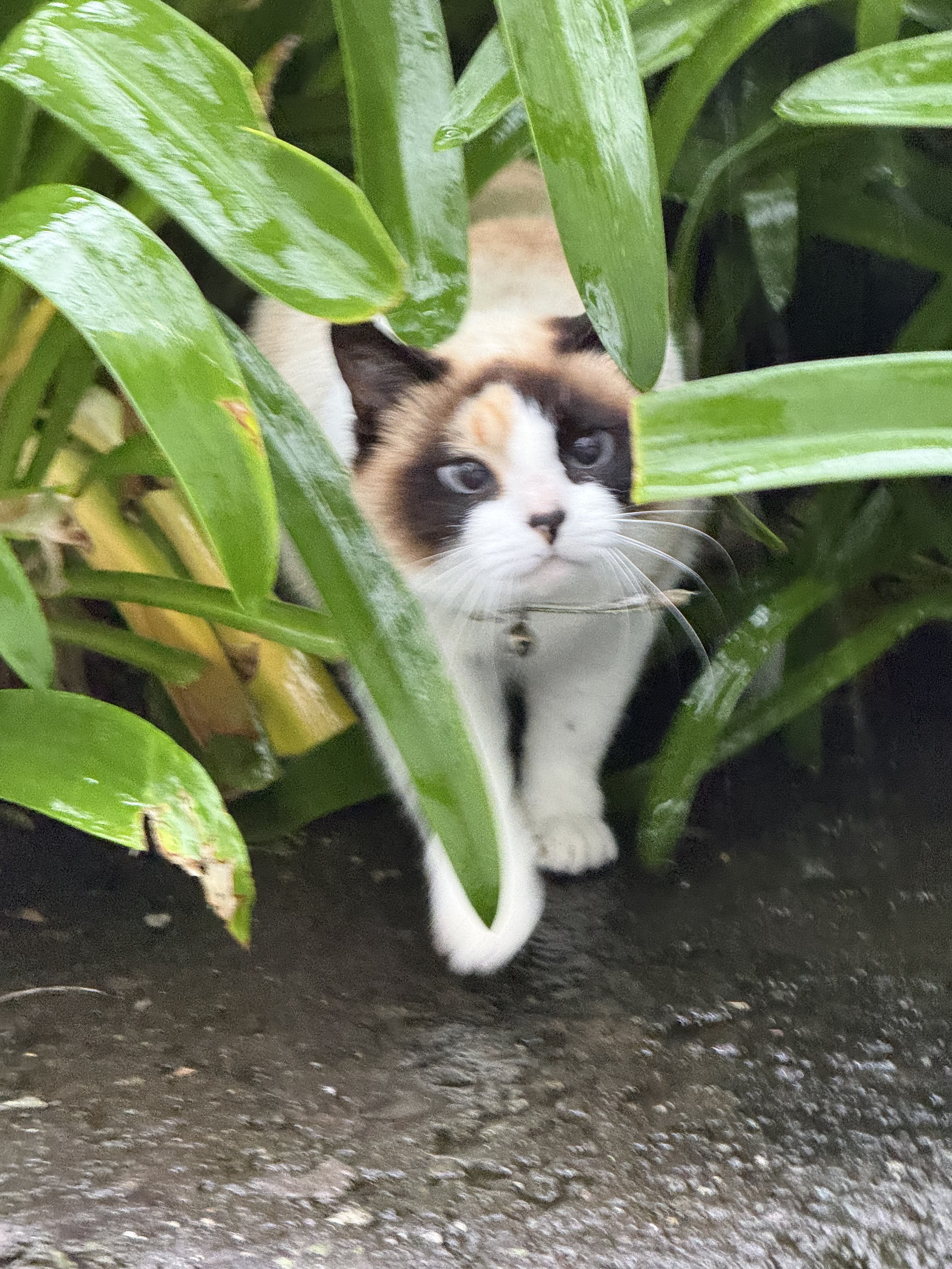 Explorer