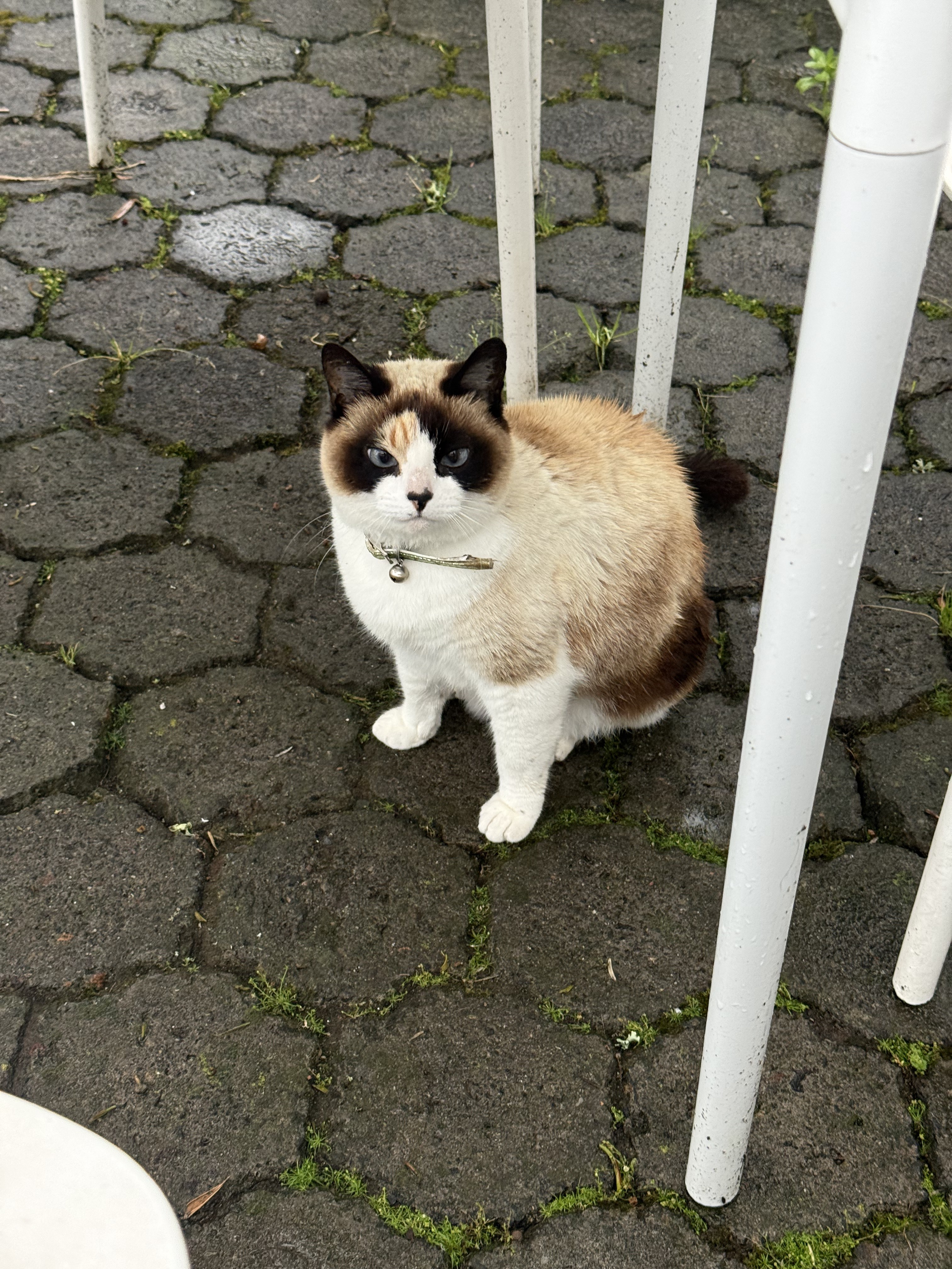 Street Princess